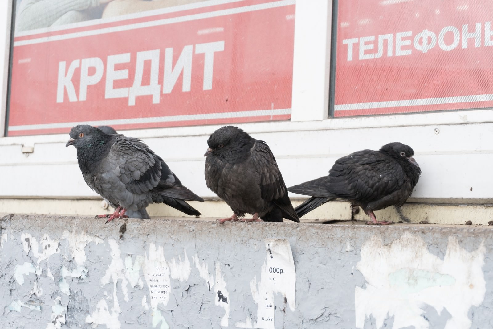 ロシアの建物の前に並んで休む、体の大きさと羽色が異なる3羽の鳩