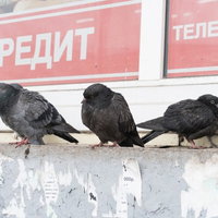 ロシアの街中で休む厚みが違う3羽の鳩たちの写真