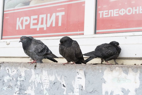 ロシアの街中で休む厚みが違う3羽の鳩たちの写真
