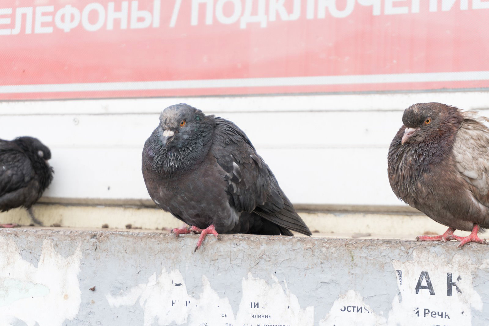 建物の縁に並んでとまる3羽の鳩