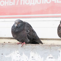 極寒の地を生き抜く野生の鳩 - ロシアの厳しい自然環境に適応する鳥類の写真