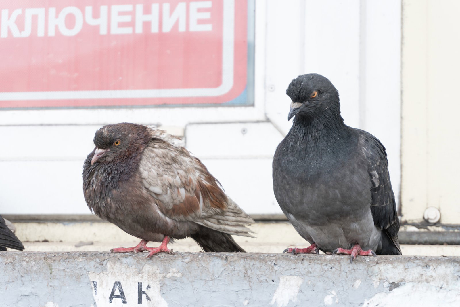 コンクリート面に並んで立つ2羽の鳩。手前は茶色系、奥は灰色で、両者とも鋭い視線を向けている