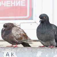 ものすごい殺気を放つ鳩たち、ロシアの野鳩の鋭い眼光の写真