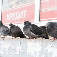 コンクリート壁に並ぶたくましく生きる鳩たちの写真