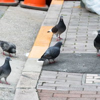 生ごみの日に集まってきた複数の日本の鳩の群れの写真