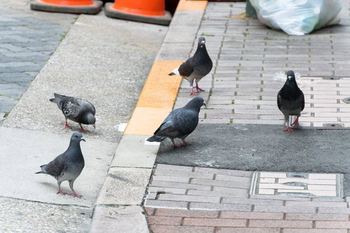 Japanese Pigeons Gathering on Garbage Collection Day