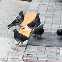 舗装道路に集う鳩の群れ、黒い羽毛の成鳥と若い鳩の写真