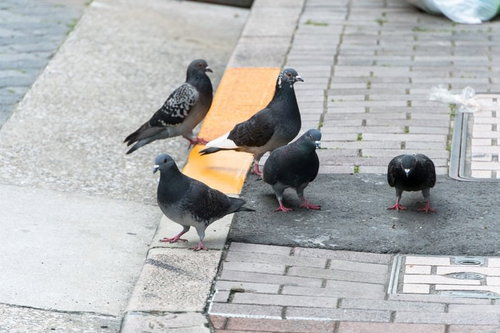 The Omnivorous Pigeons