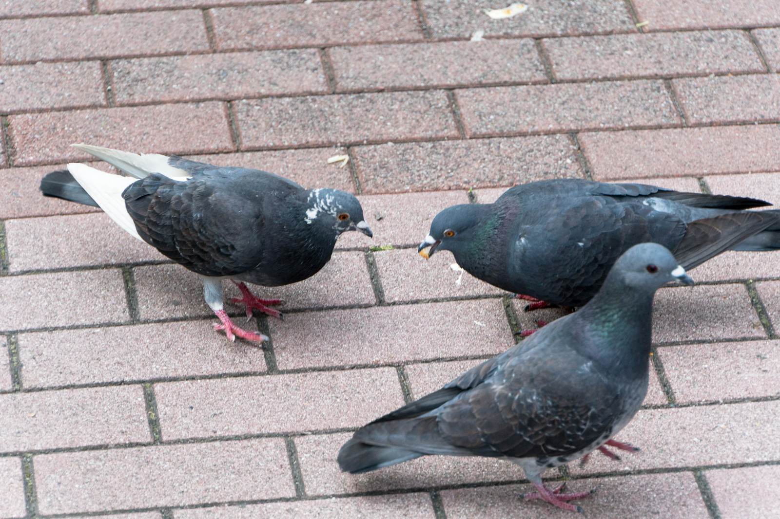 レンガ敷きの地面に集まった複数の野鳩が向き合っている光景
