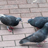 鳩に餌をあたえないでください。レンガ敷きの公園に集まる野鳩の写真