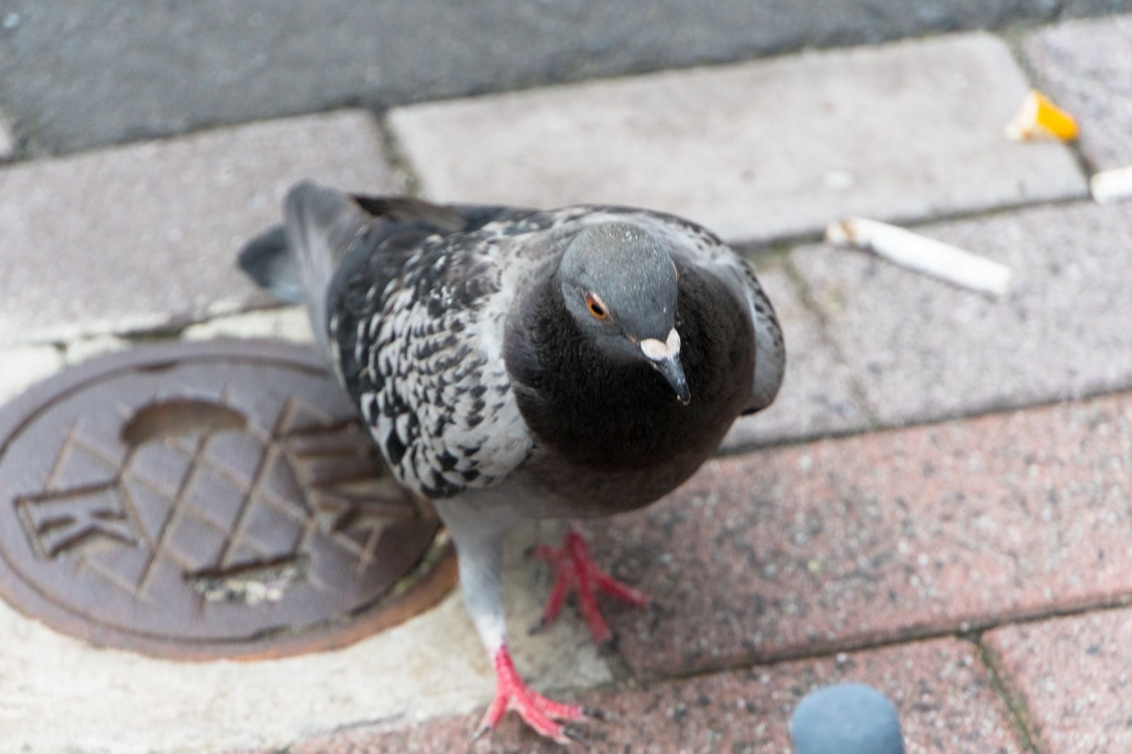 舗装道路の吸い殻の近くで食べ物を探すグレーと白の鳩