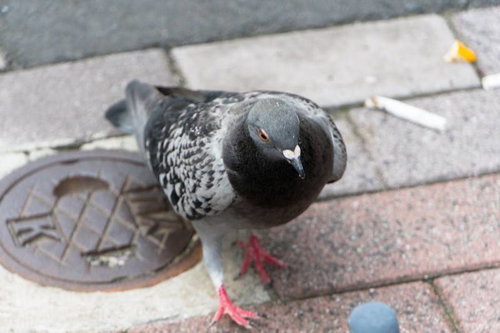 吸い殻の周りにいる鳩、都市部での野生動物の食事風景