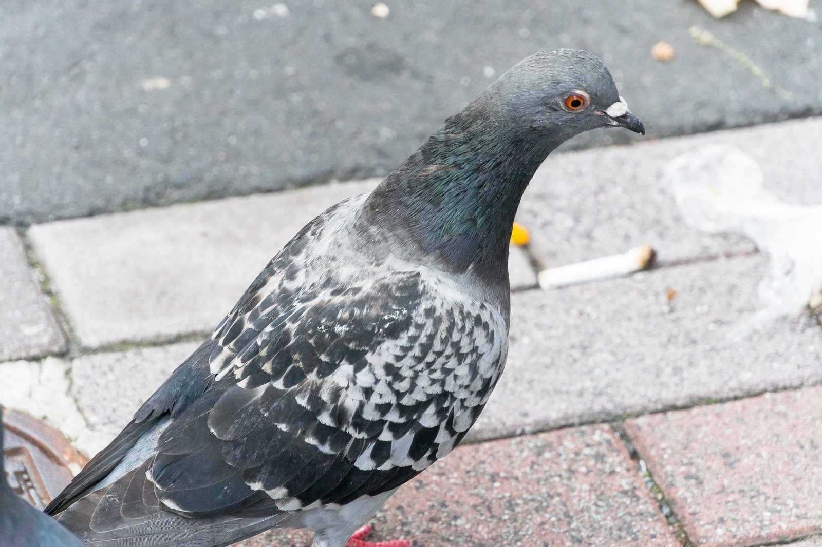 舗装道路に立つ灰色の野鳩が目を丸くして驚いた表情をしている