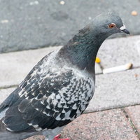 目を丸くして驚く鳩の表情、道路に立つ野鳩のユニークな姿の写真