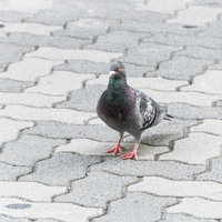 舗装道路の上に立つ群れからはぐれた一羽の鳩の写真