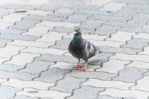A Pigeon Separated from the Flock