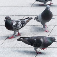 ネコザイルならぬハトザイル、舗装路で集まるハトたちの写真