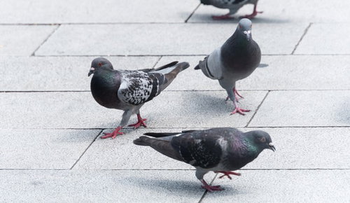 ネコザイルならぬハトザイル、舗装路で集まるハトたち