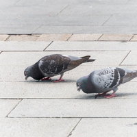 石畳の広場を歩む2羽の鳩の写真