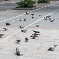 1匹に餌を与えたら広場に鳩が集まってきたの写真