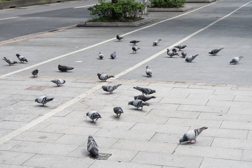1匹に餌を与えたら広場に鳩が集まってきた