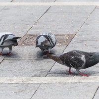 歩道の上で餌を食べるクルックーと鳩の群れの写真