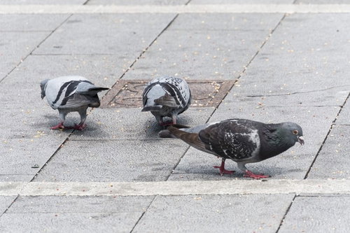 A Kuru-kuru Engrossed in Its Food