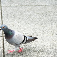 ちょっと通りますよ（白い体の鳩が舗装道路に立つ）の写真
