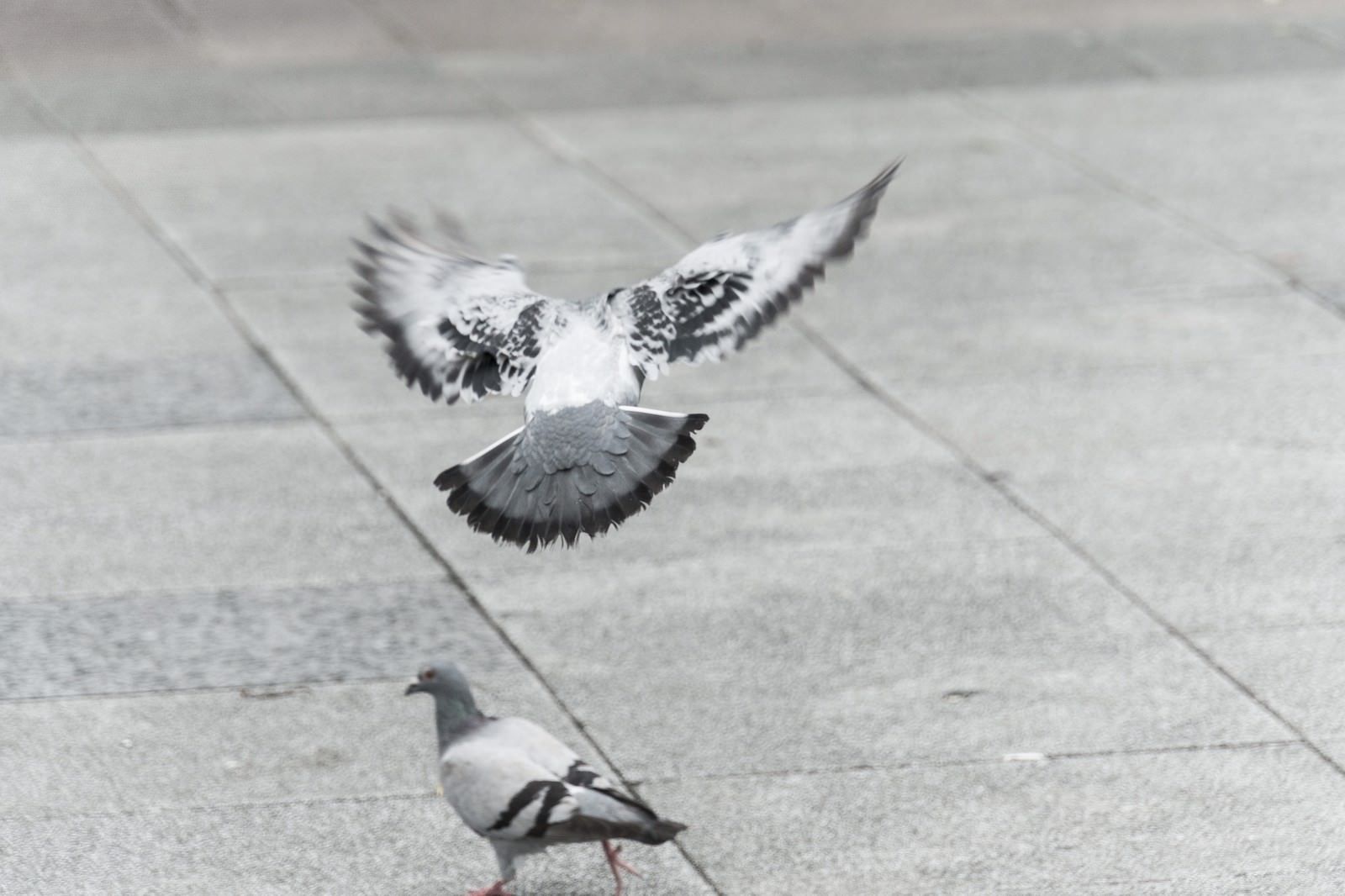 コンクリート舗装面から飛び立つ白黒の鳩と地面に残る他の鳩