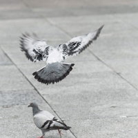 意外と警戒感が強い鳩が飛び立つ瞬間（バッサー）の写真