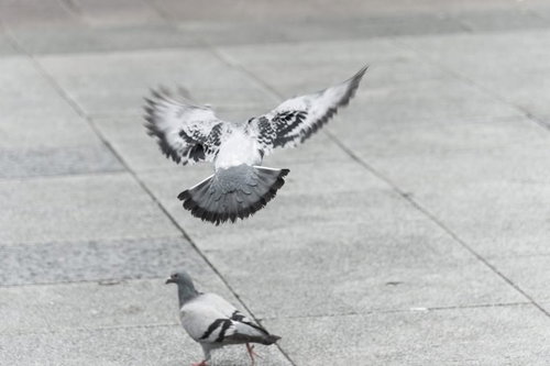 Pigeons Are More Wary Than You'd Expect (Flapping Wings)