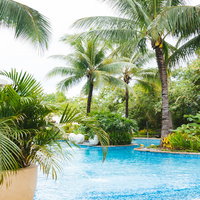 南国リゾートのプールとヤシの木、晴天の屋外施設の写真