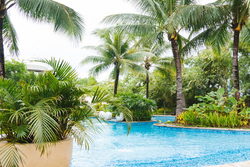 南国リゾートのプールとヤシの木、晴天の屋外施設