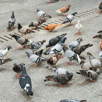 空港ターミナルの窓越しに見えるアメリカン航空機の写真