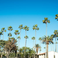 カリフォルニア西海岸の青空とヤシの木並木の写真