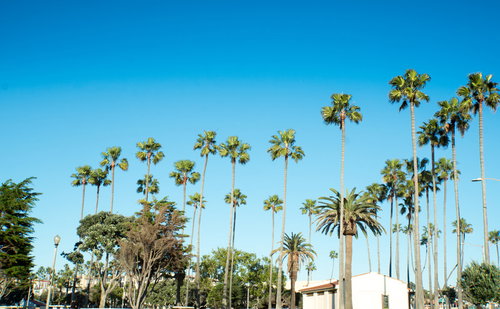 カリフォルニア西海岸の青空とヤシの木並木