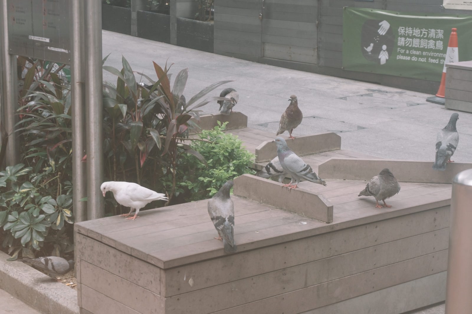 広場のベンチに集まる複数の鳩