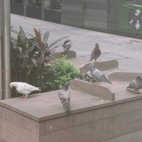 鳩に餌を与えないで 都市部の広場に集まる複数羽の鳩の写真