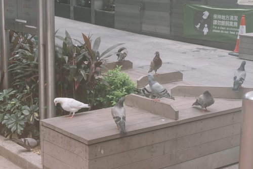 鳩に餌を与えないで 都市部の広場に集まる複数羽の鳩