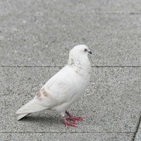 白い羽毛のクルックーの鳩が石畳の上に立つ横向きの野鳥の写真