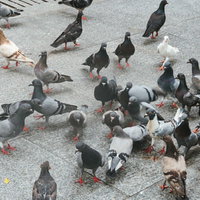 餌が貰えると近寄ってきたハト集団の群れが足元に集まる野鳥の風景の写真