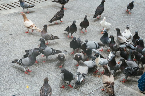餌が貰えると近寄ってきたハト集団の群れが足元に集まる野鳥の風景