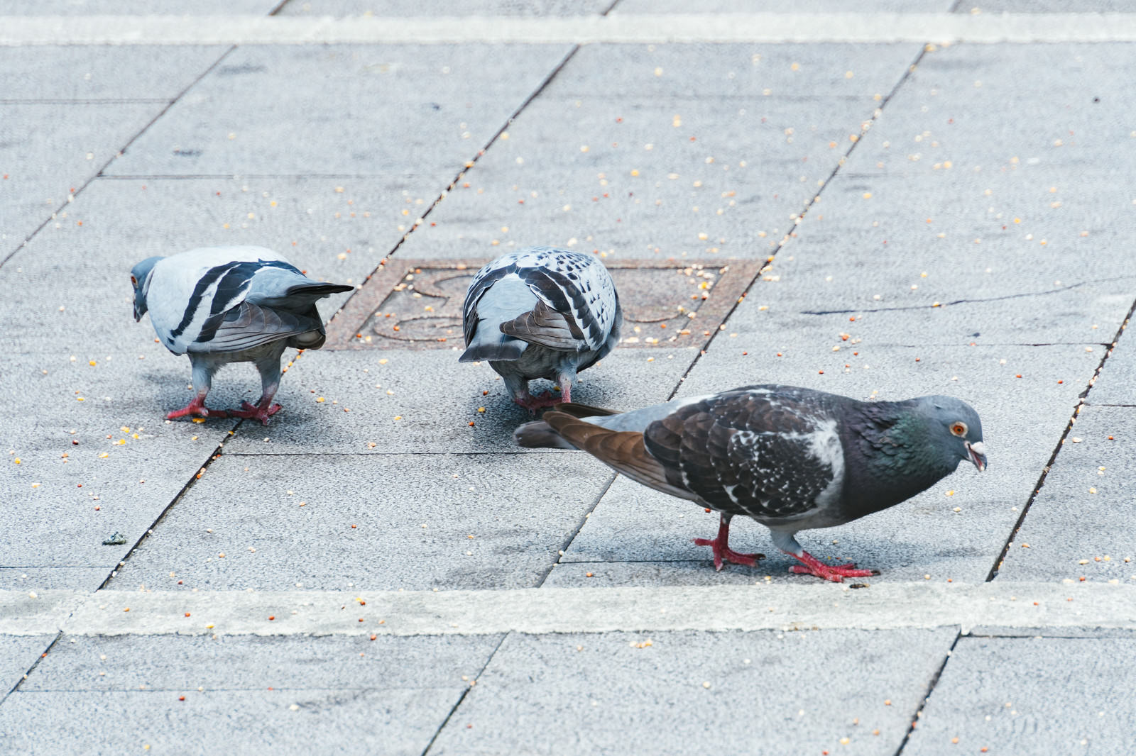 石畳の地面で餌を食べている数羽の鳩