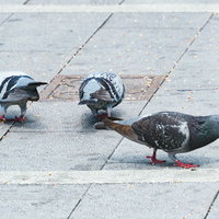 石畳の地面で餌を貪る鳩さんたちの群れの写真
