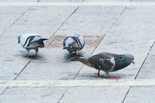 石畳の地面で餌を貪る鳩さんたちの群れ