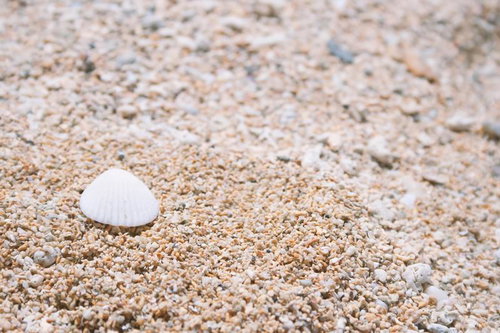 粗めの砂の上に置かれた白い貝殻の接写