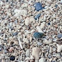 緑色の網目模様の貝殻が混じる海岸の砂利と小石の写真
