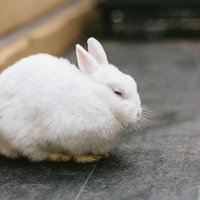 まんまる白うさぎが丸くなる瞬間｜寝ている小動物ペットの写真