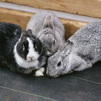 寄り添う3匹のうさぎがケージで休む愛らしい様子の写真