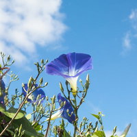 青空とアサガオ、つるに囲まれた紫の花が咲く夏の朝の写真